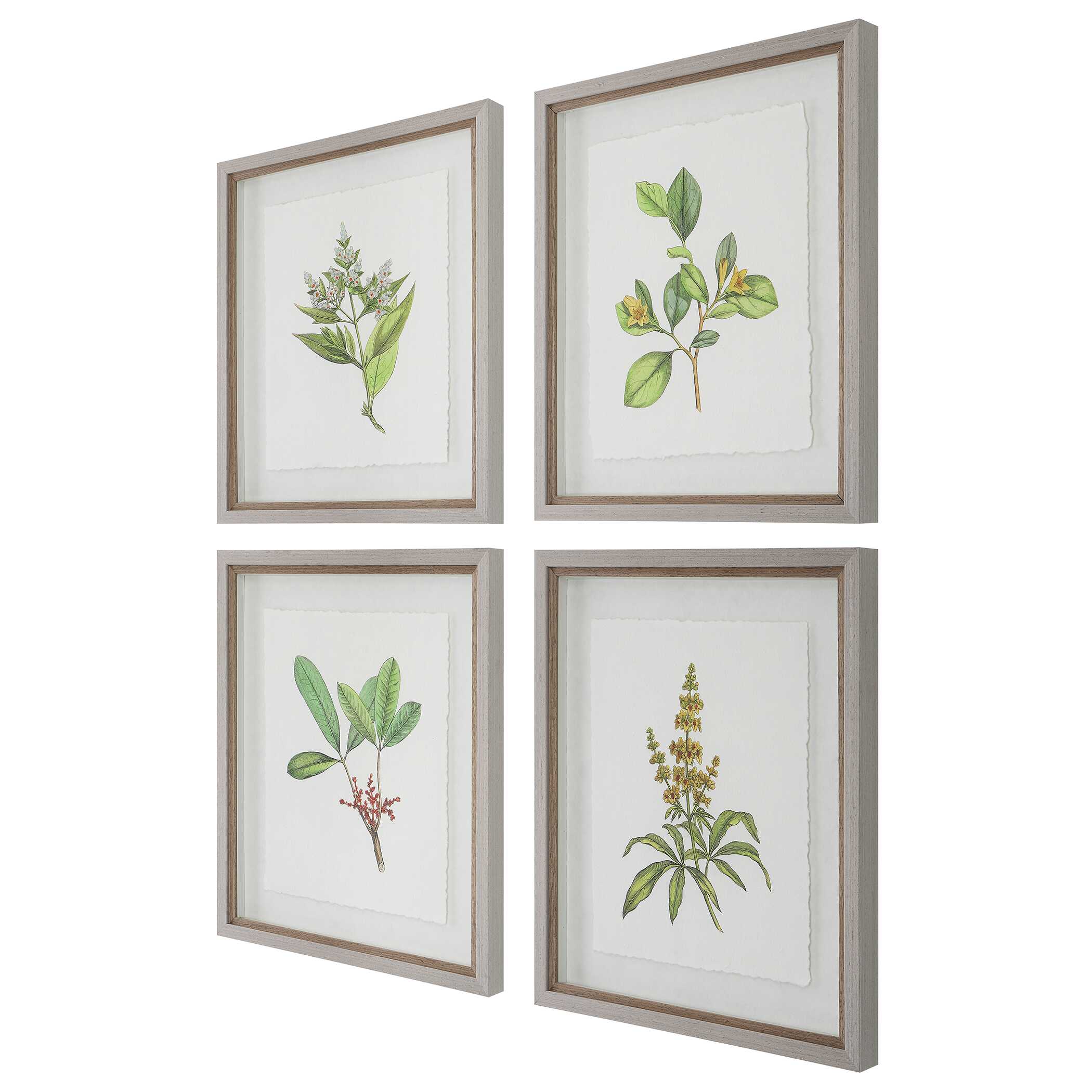 Wildflower Study Framed Prints Set/4