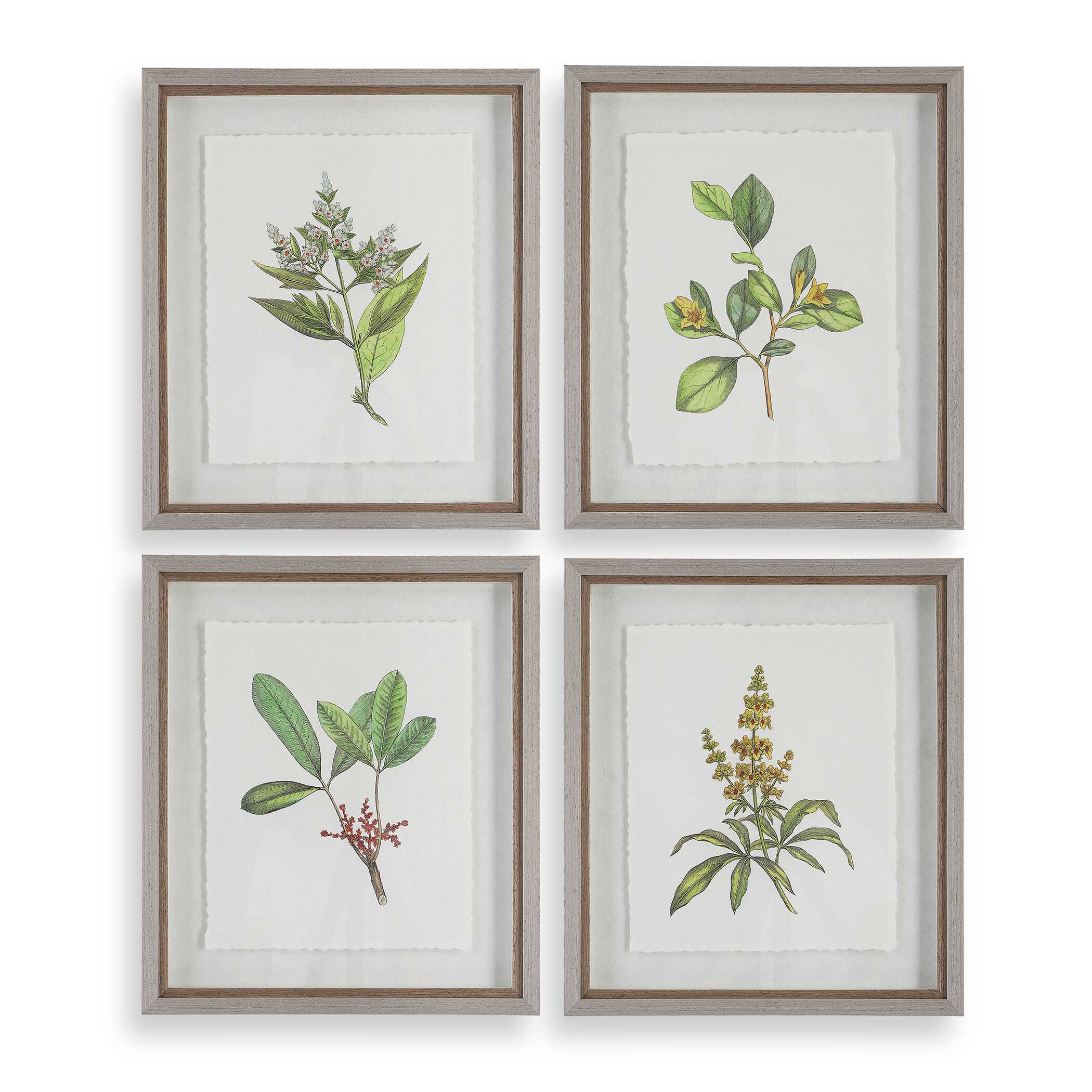Wildflower Study Framed Prints Set/4