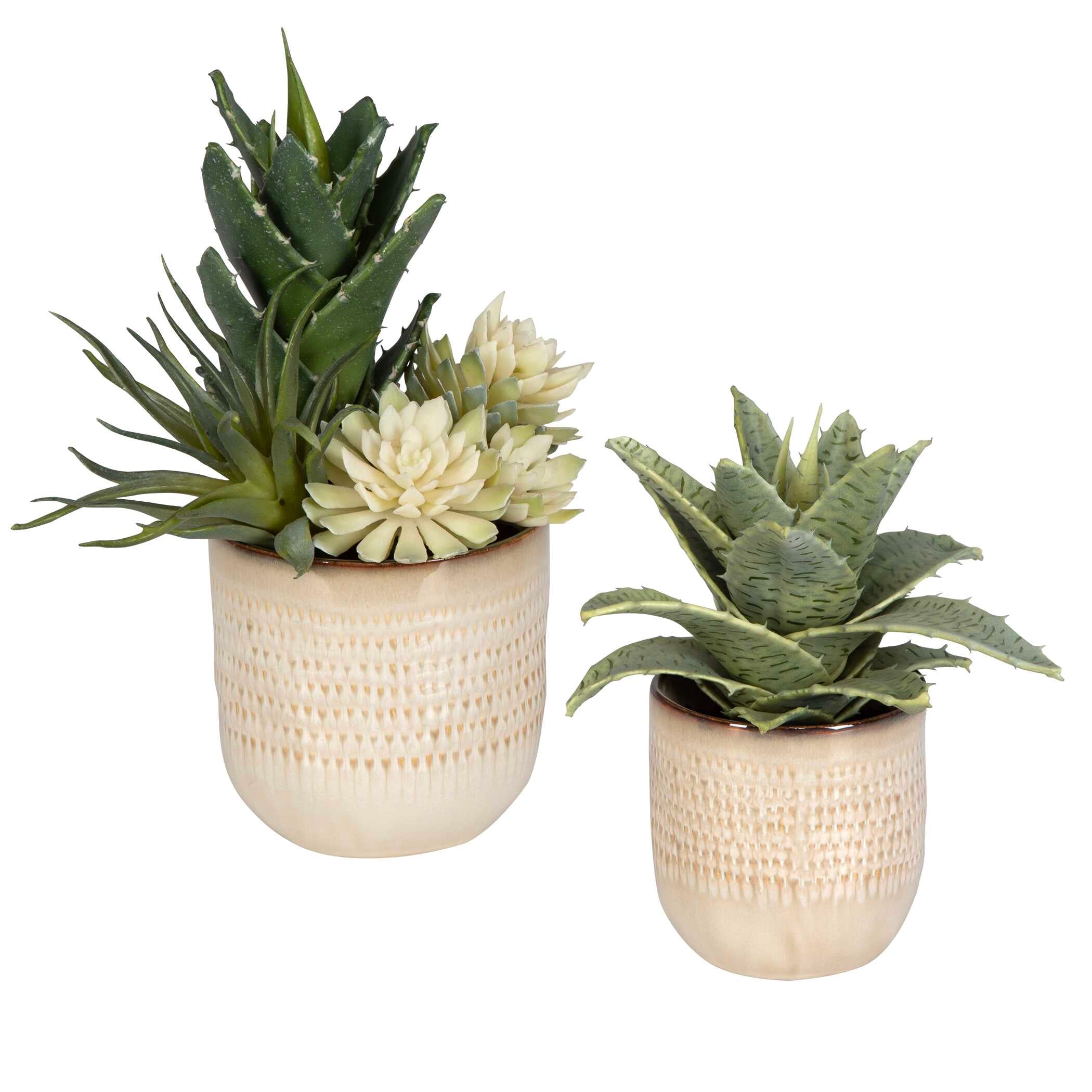 Seaside Succulents Set/2