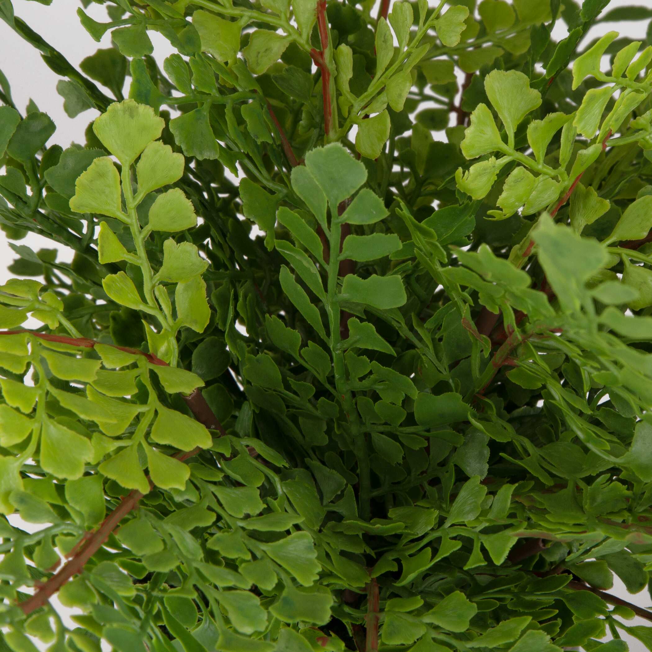 Maidenhair Fern In Oxidized Container