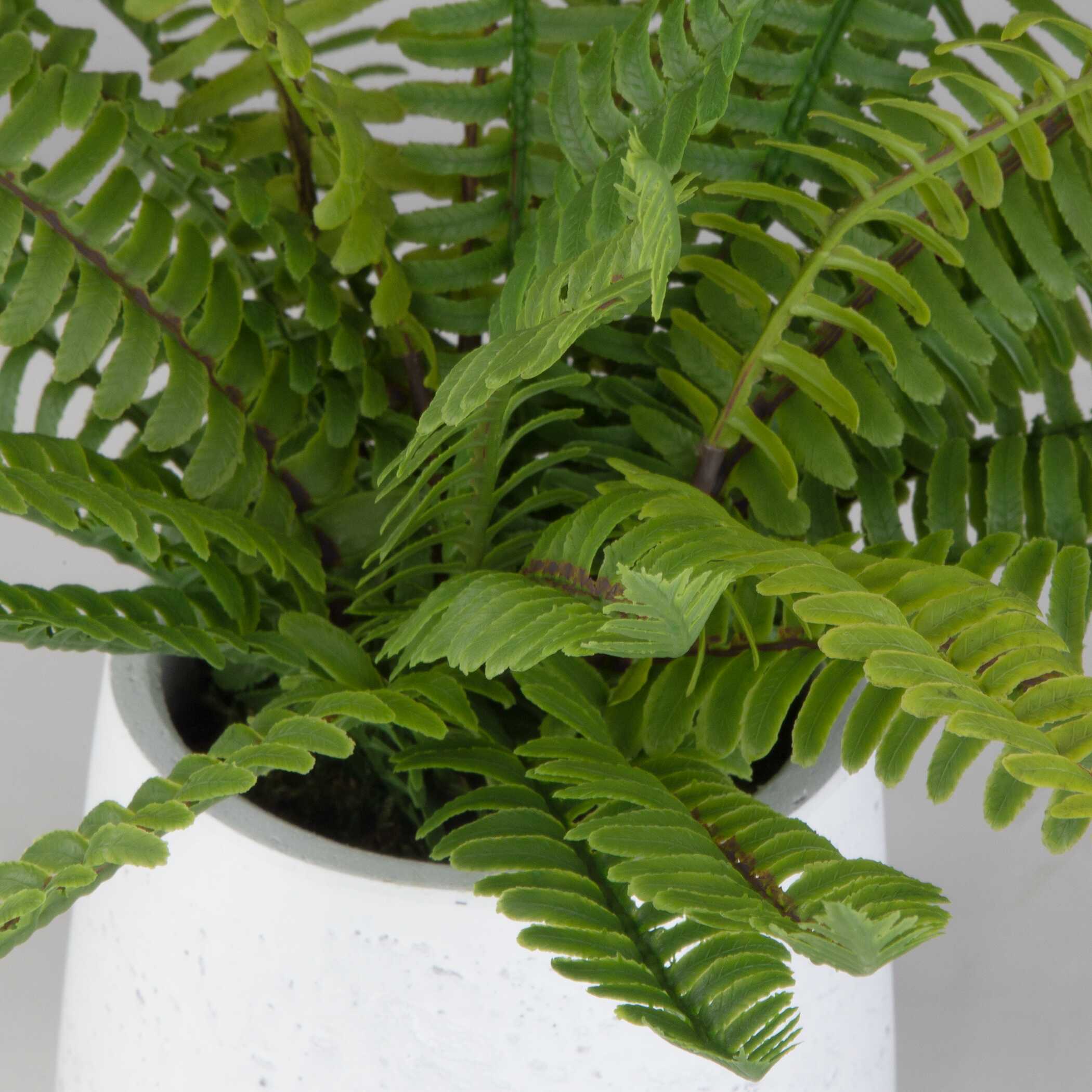 Boston Fern In White Ceramic Pot