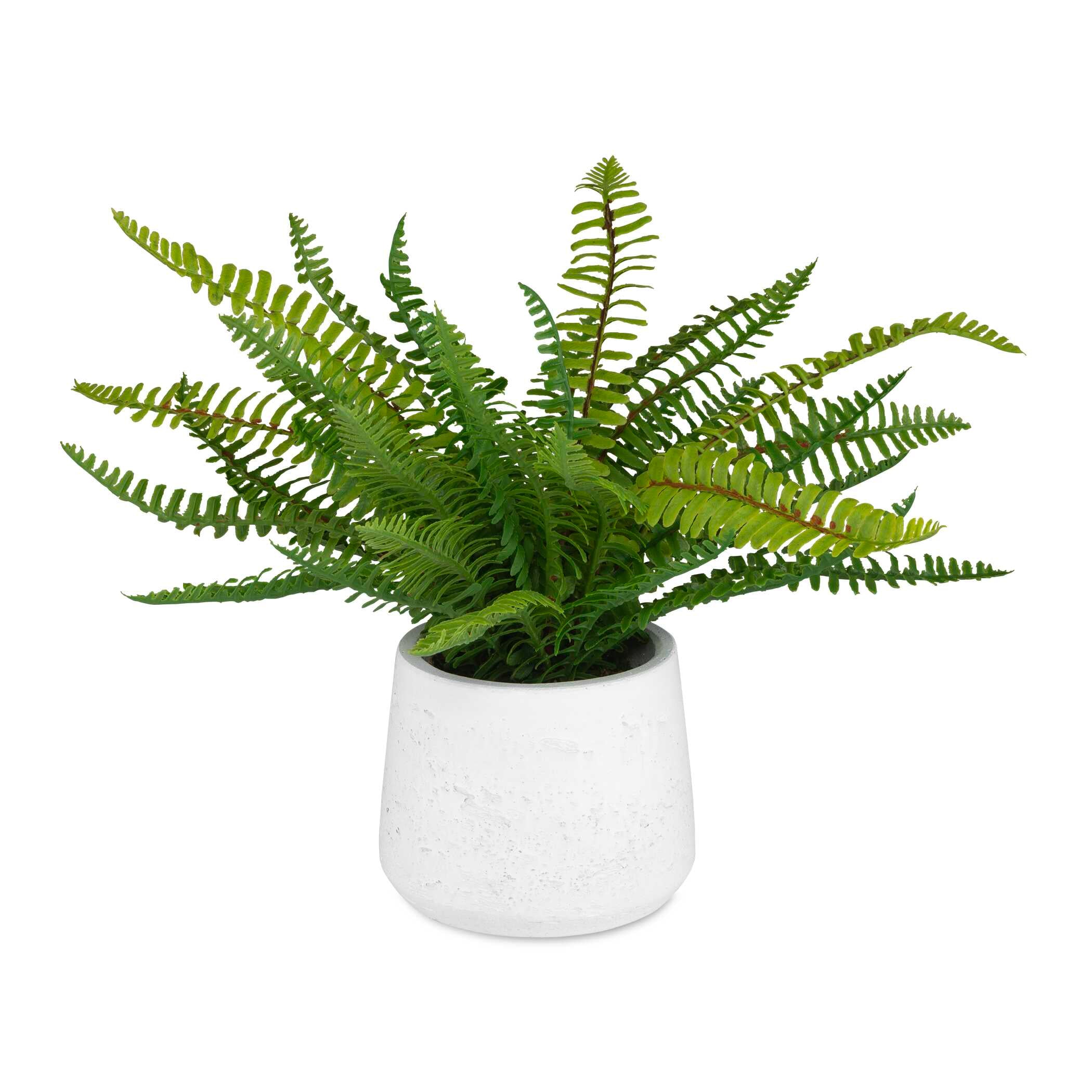 Boston Fern In White Ceramic Pot