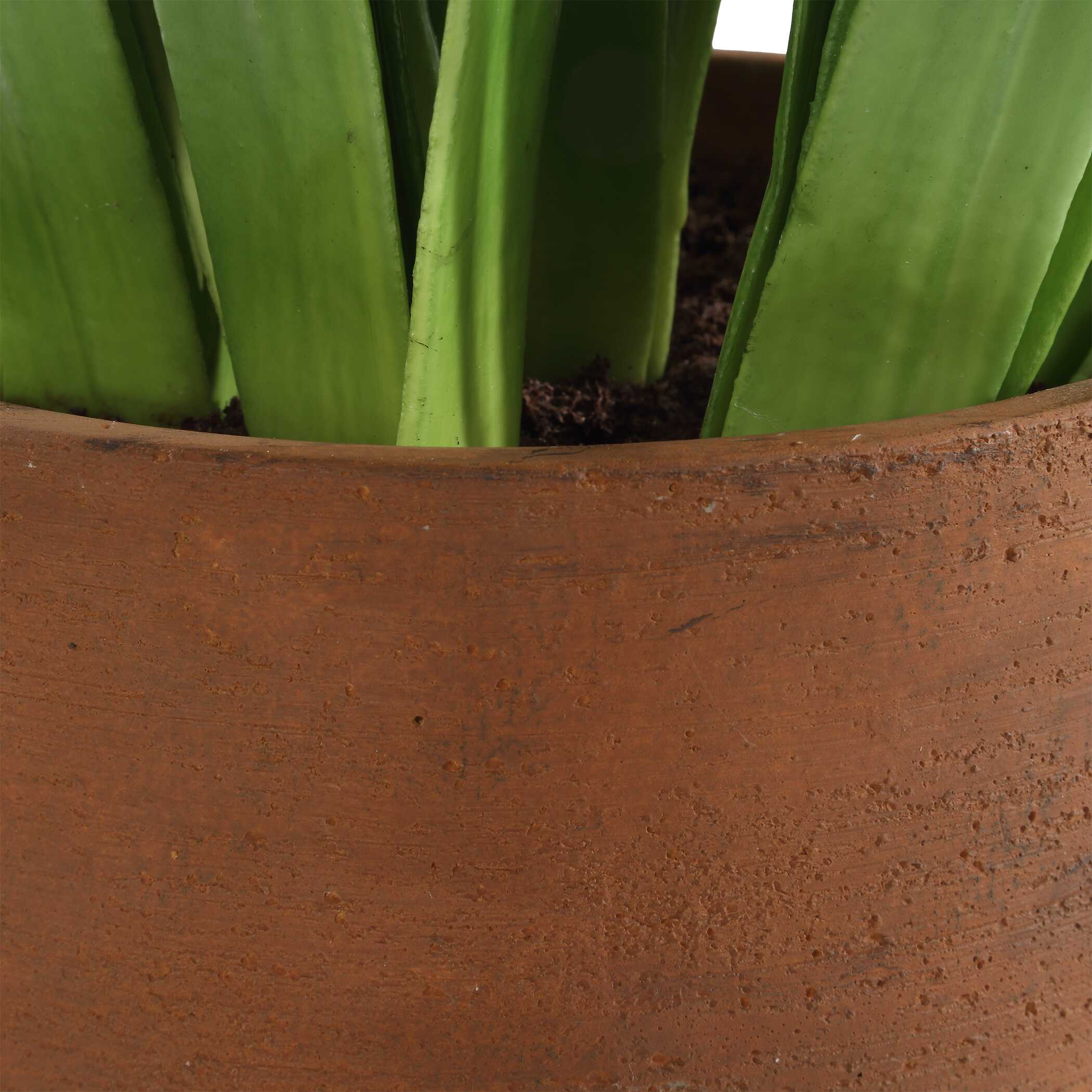 Sincerity Potted Hyacinth Plant