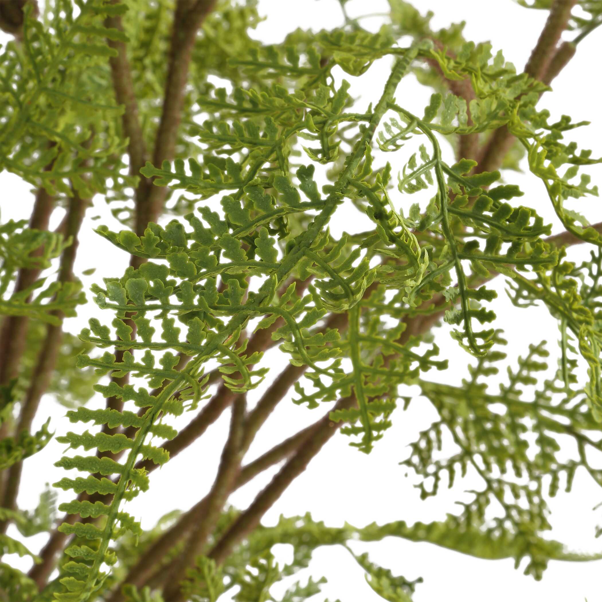 Woodland Fern Centerpiece