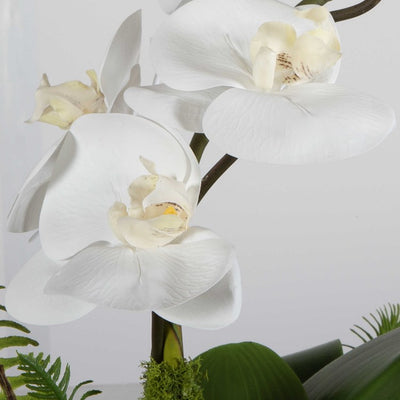 Transcend Orchid Floral