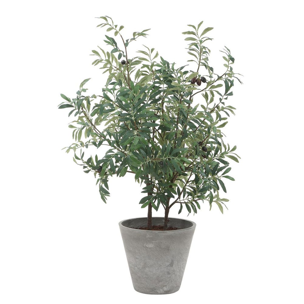 Marisol Potted Olive