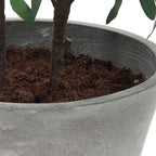 Marisol Potted Olive