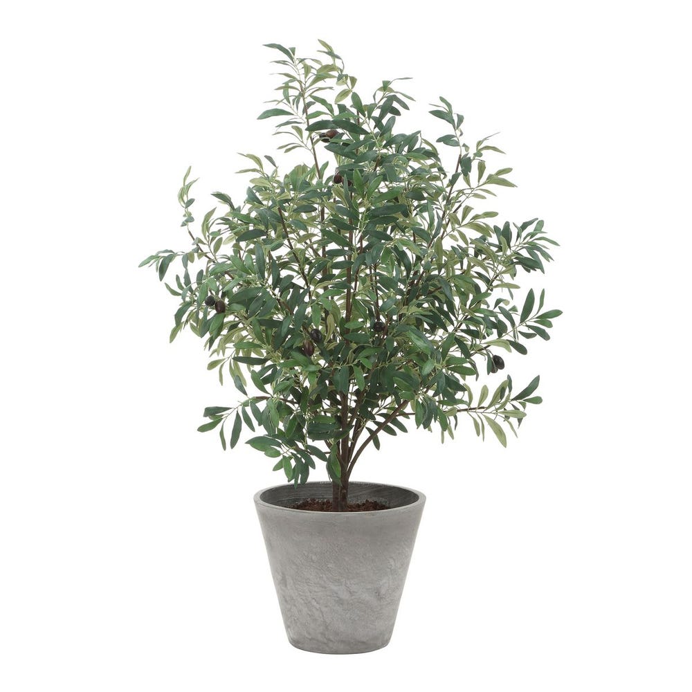 Marisol Potted Olive