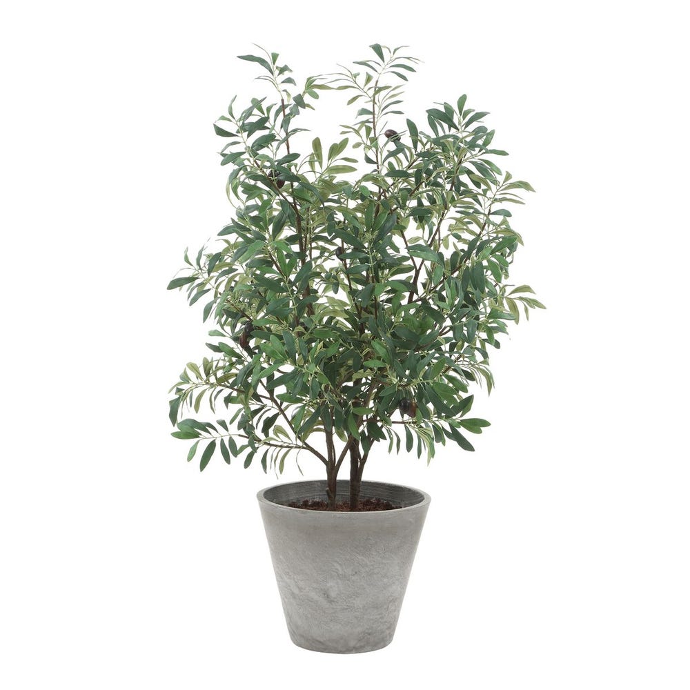 Marisol Potted Olive