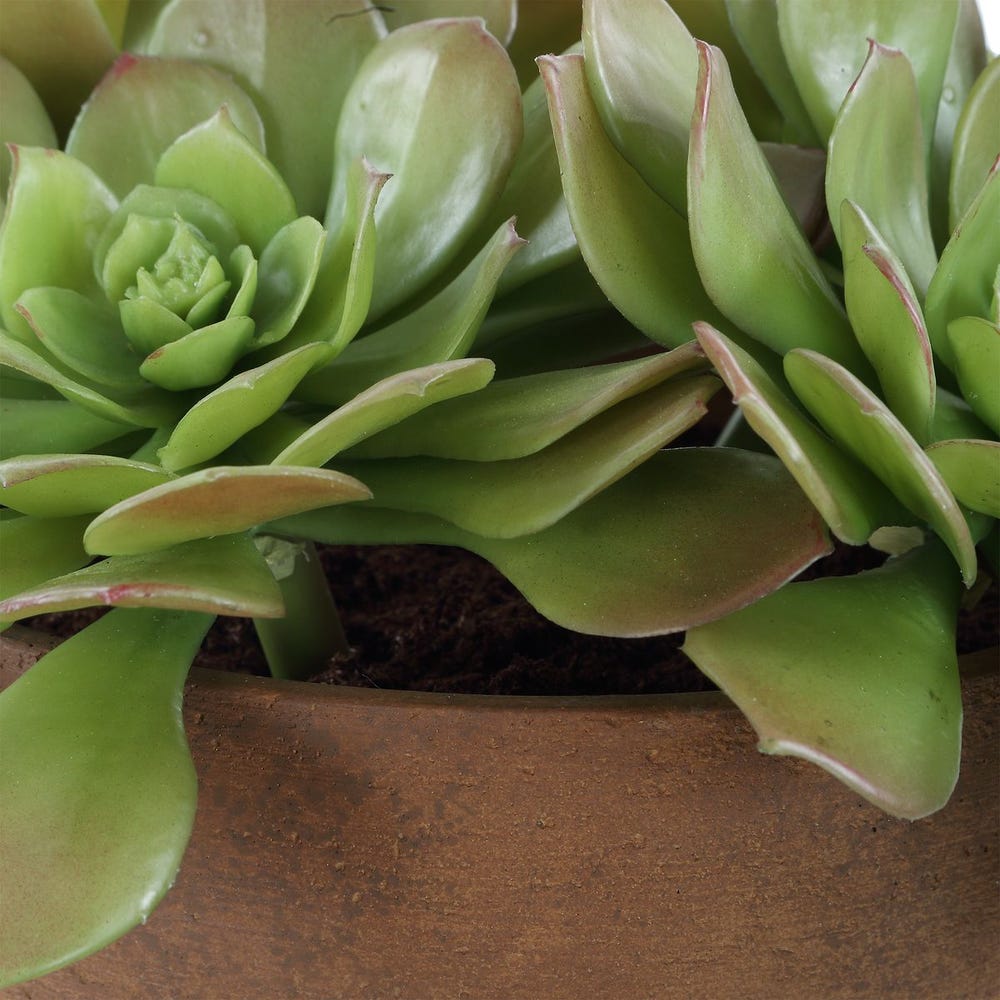 Sable Succulent Accent