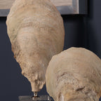 Oyster Shell Sculptures Set/2