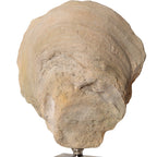 Oyster Shell Sculptures Set/2