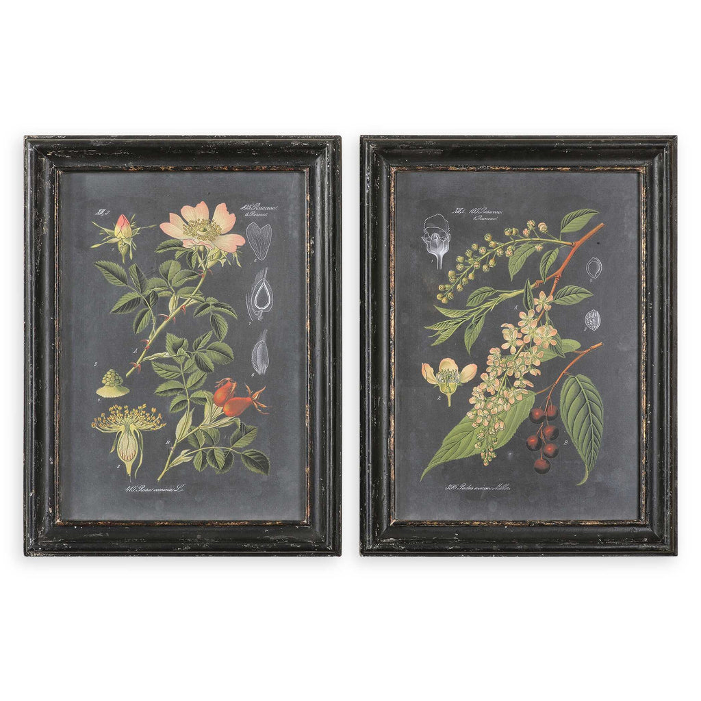 Midnight Botanicals Wall Art Set/2