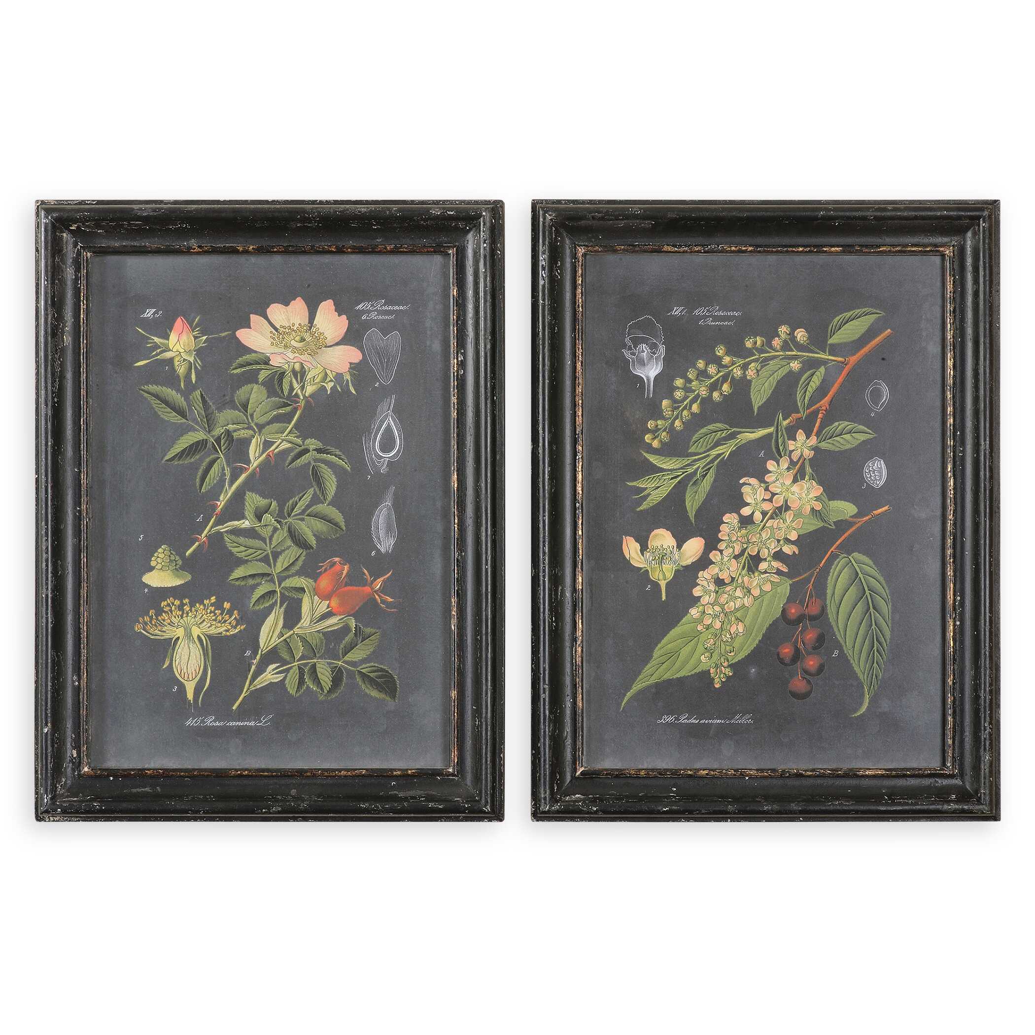 Midnight Botanicals Wall Art Set/2