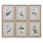 Green Floral Botanical Study Prints Set/6