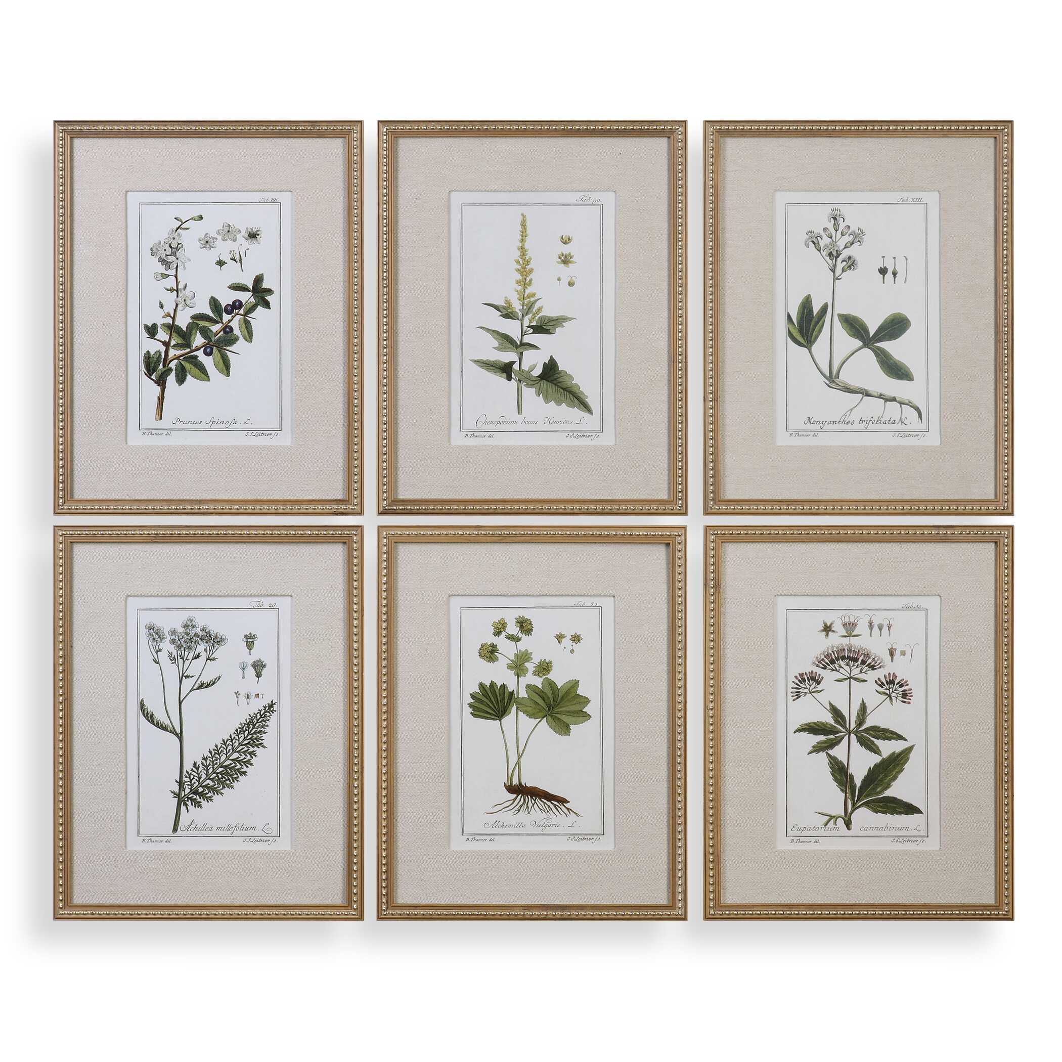 Green Floral Botanical Study Prints Set/6