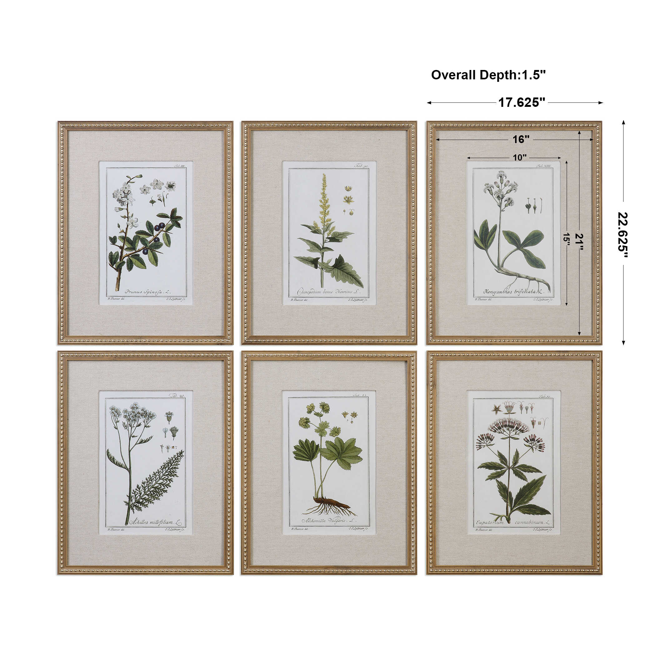 Green Floral Botanical Study Prints Set/6