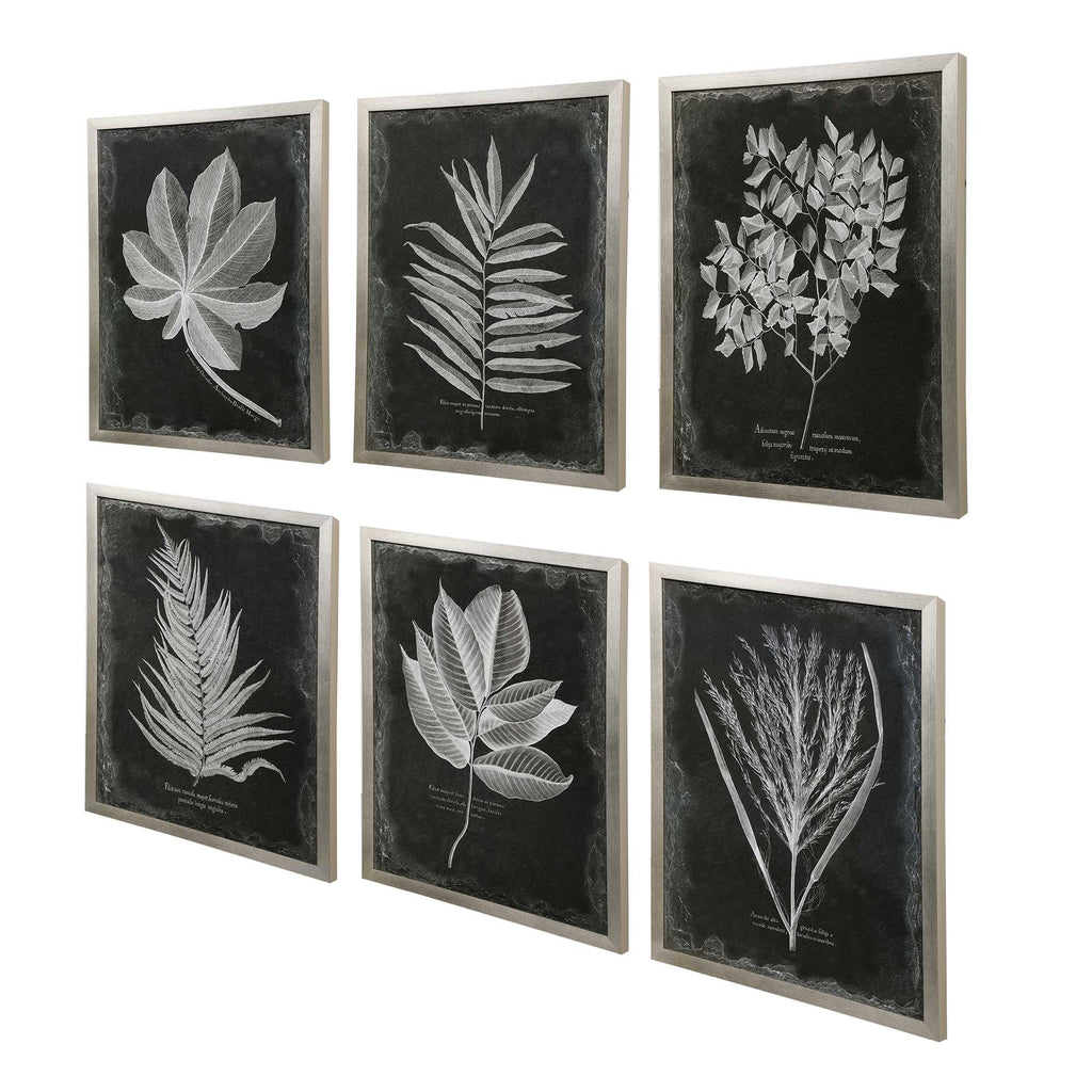 Foliage Framed Prints Set/6