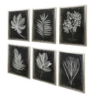 Foliage Framed Prints Set/6