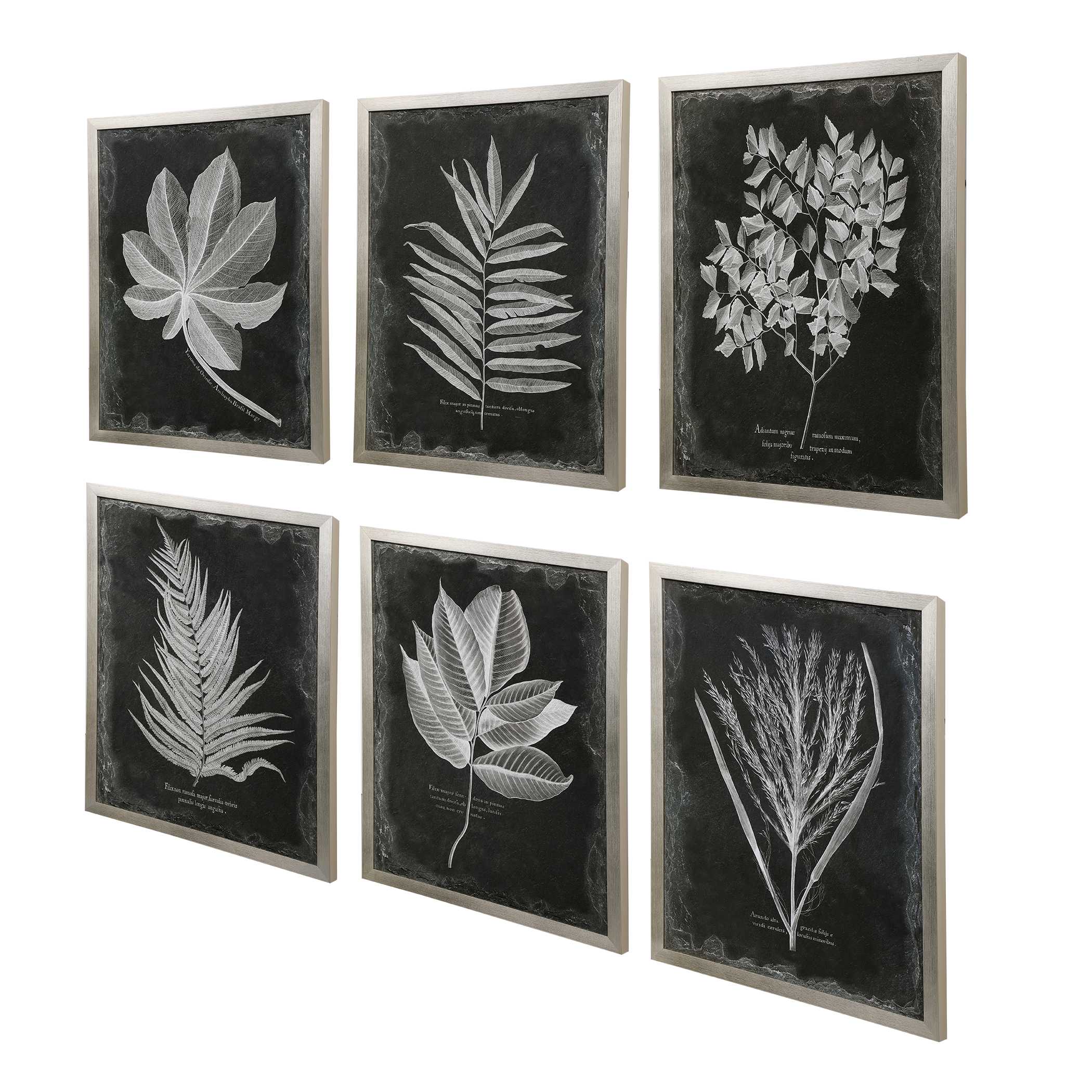 Foliage Framed Prints Set/6