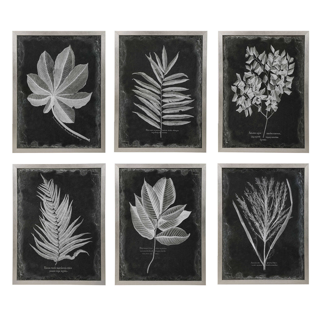 Foliage Framed Prints Set/6