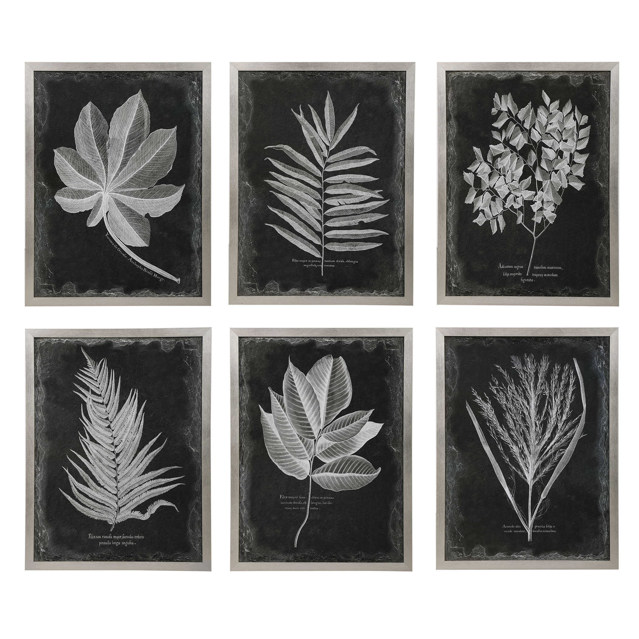 Foliage Framed Prints Set/6