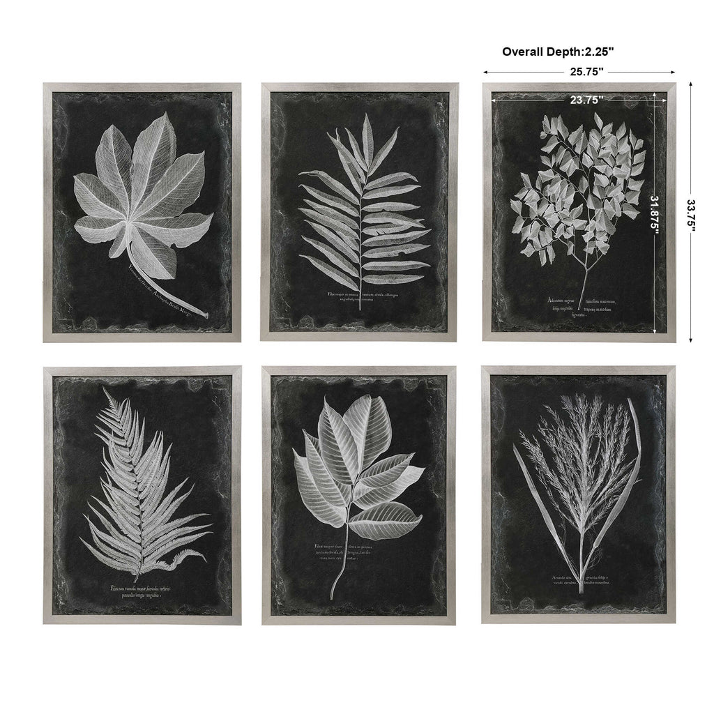 Foliage Framed Prints Set/6