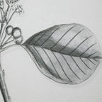 Farmhouse Florals Framed Prints Set/9