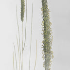 Forest Finds Framed Prints Set/6