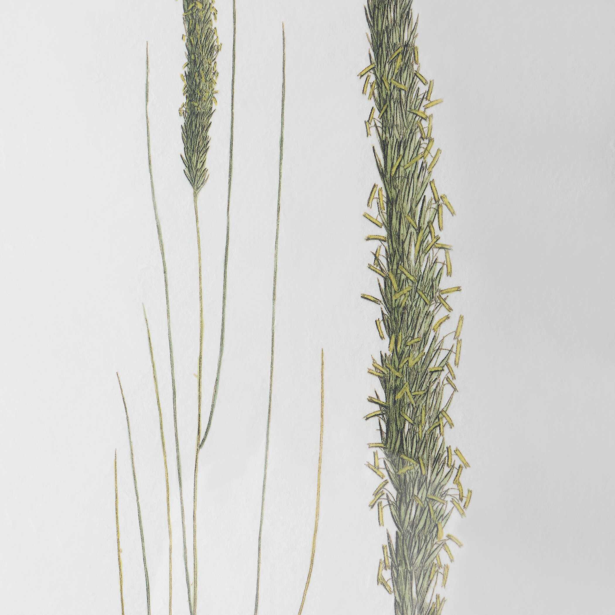 Forest Finds Framed Prints Set/6