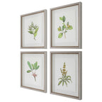 Wildflower Study Framed Prints Set/4