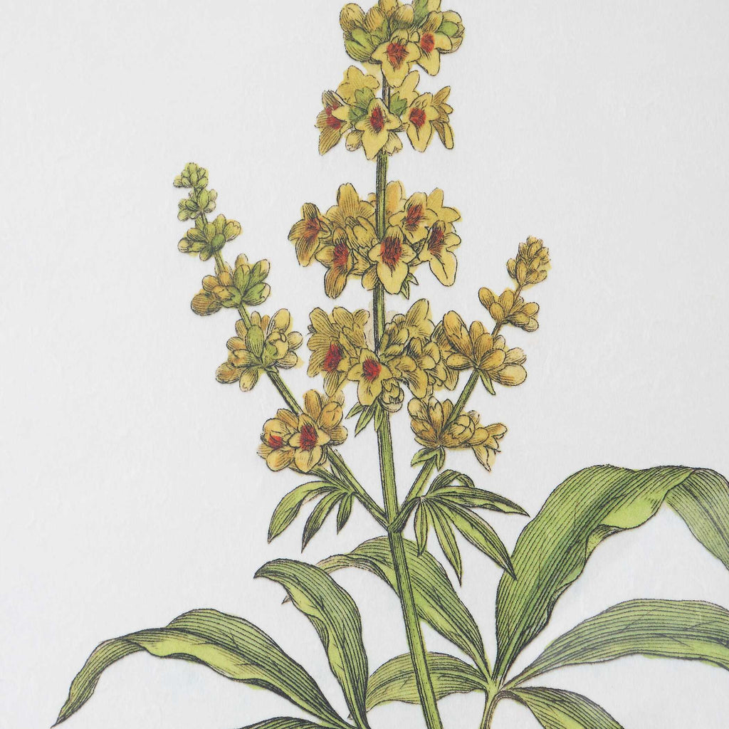 Wildflower Study Framed Prints Set/4