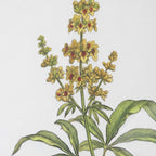 Wildflower Study Framed Prints Set/4