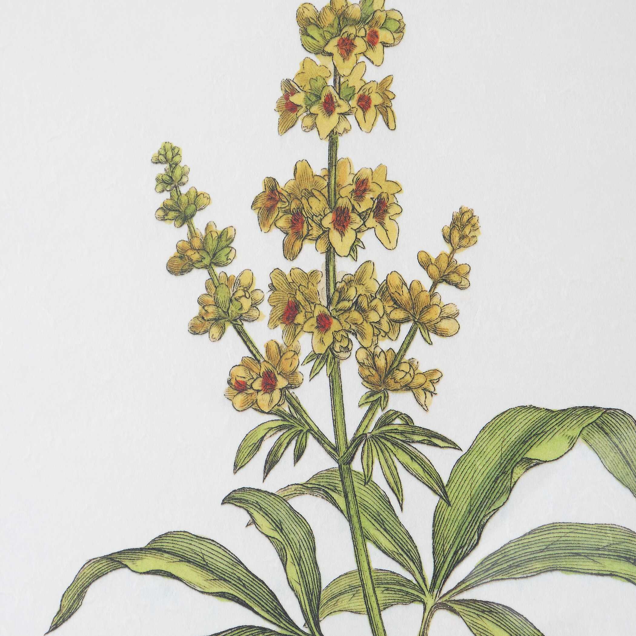 Wildflower Study Framed Prints Set/4