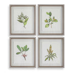 Wildflower Study Framed Prints Set/4