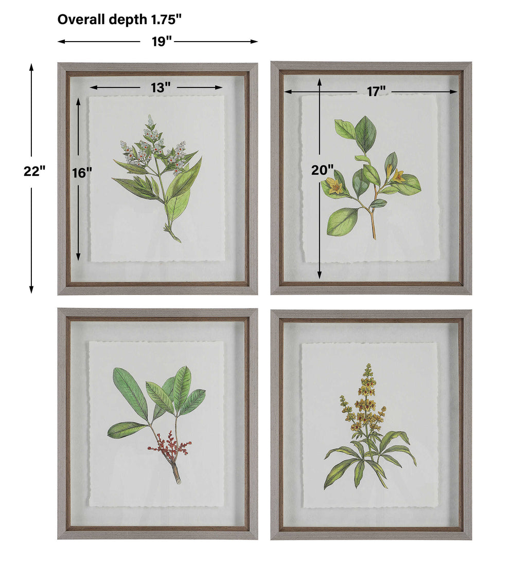 Wildflower Study Framed Prints Set/4