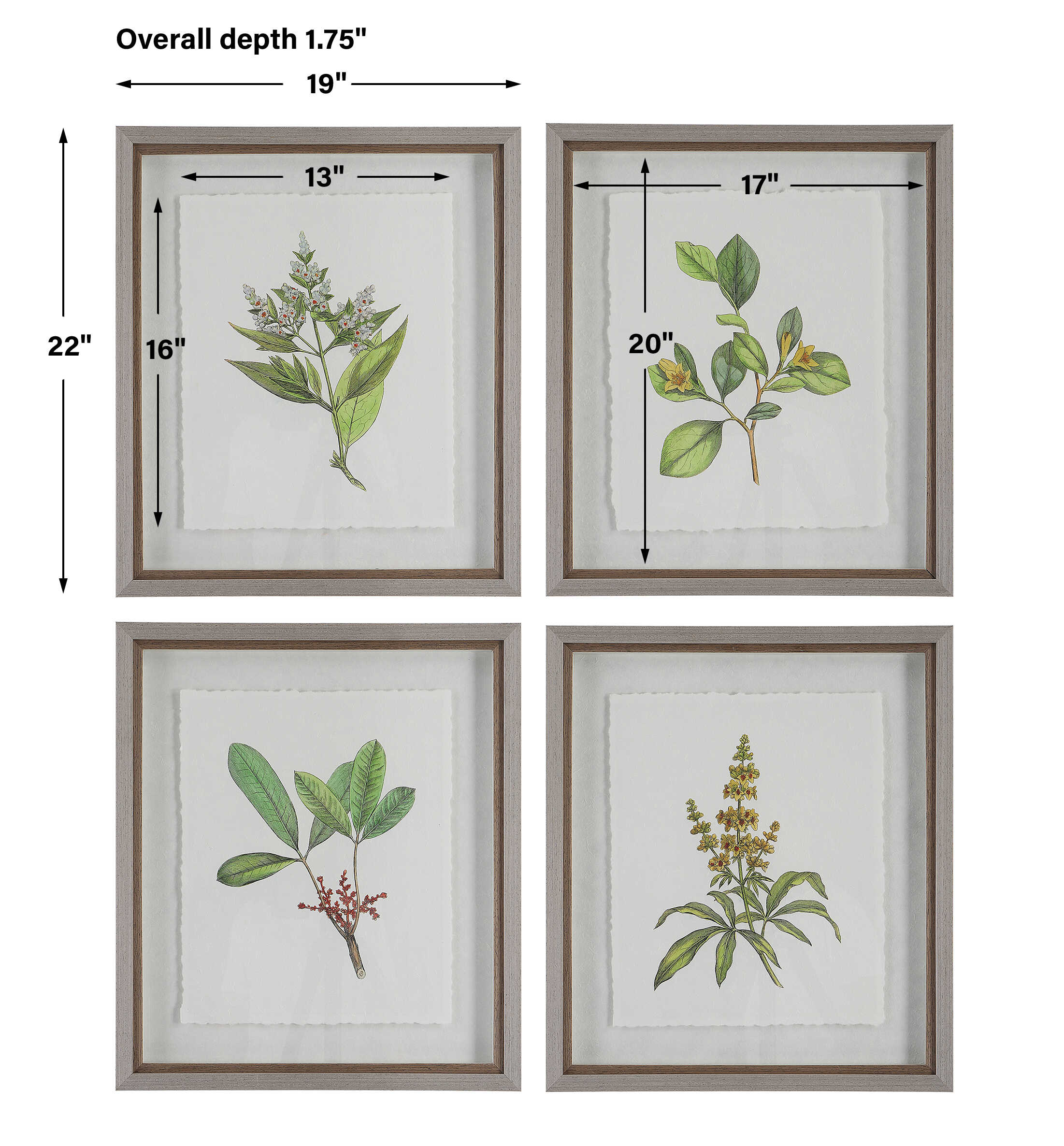 Wildflower Study Framed Prints Set/4
