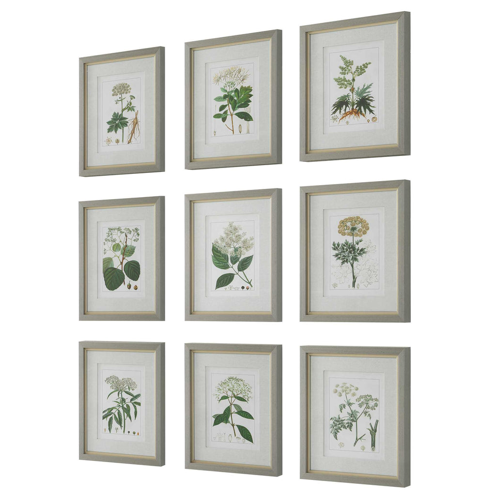 Antique Botanicals Framed Prints Set/9