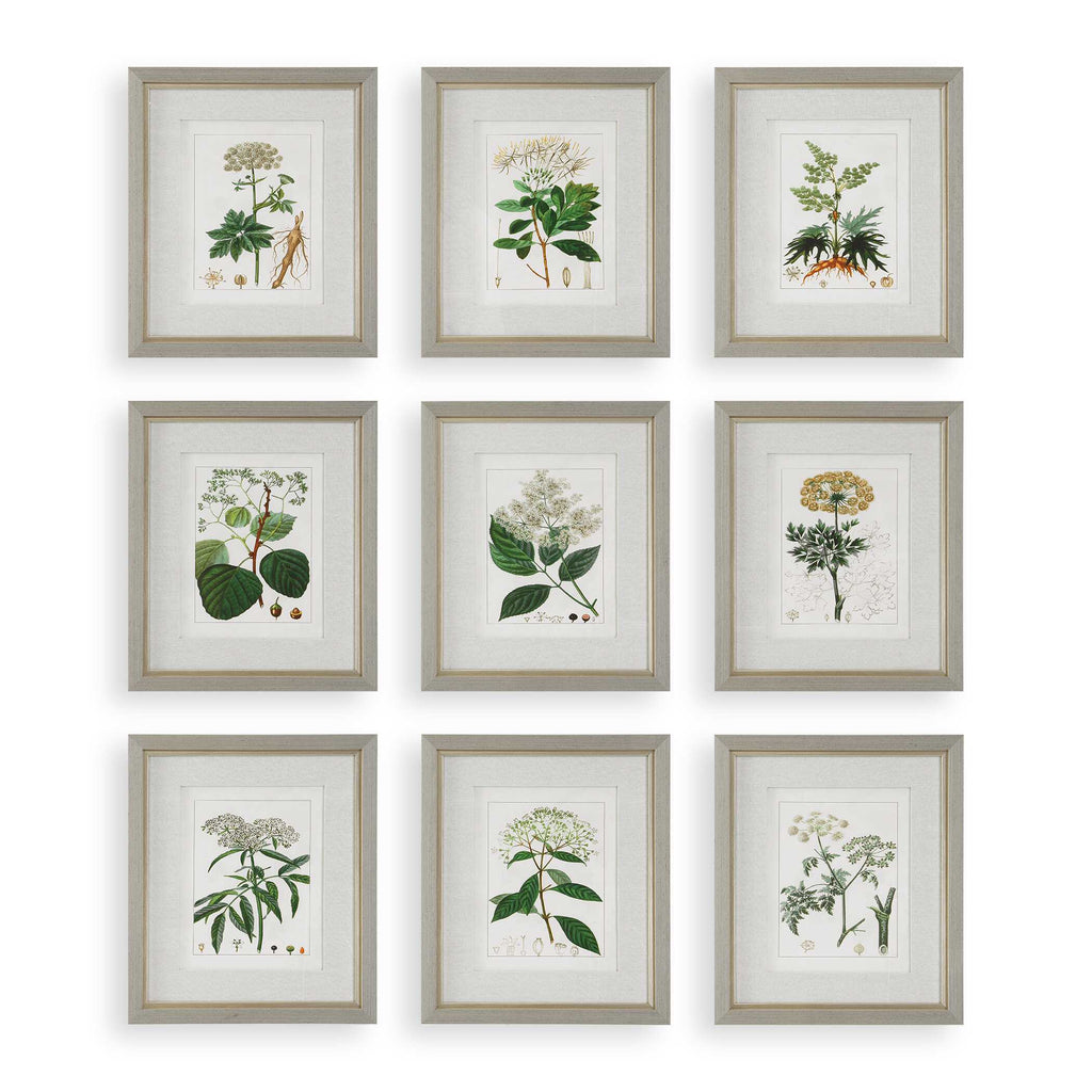 Antique Botanicals Framed Prints Set/9