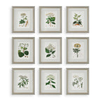 Antique Botanicals Framed Prints Set/9