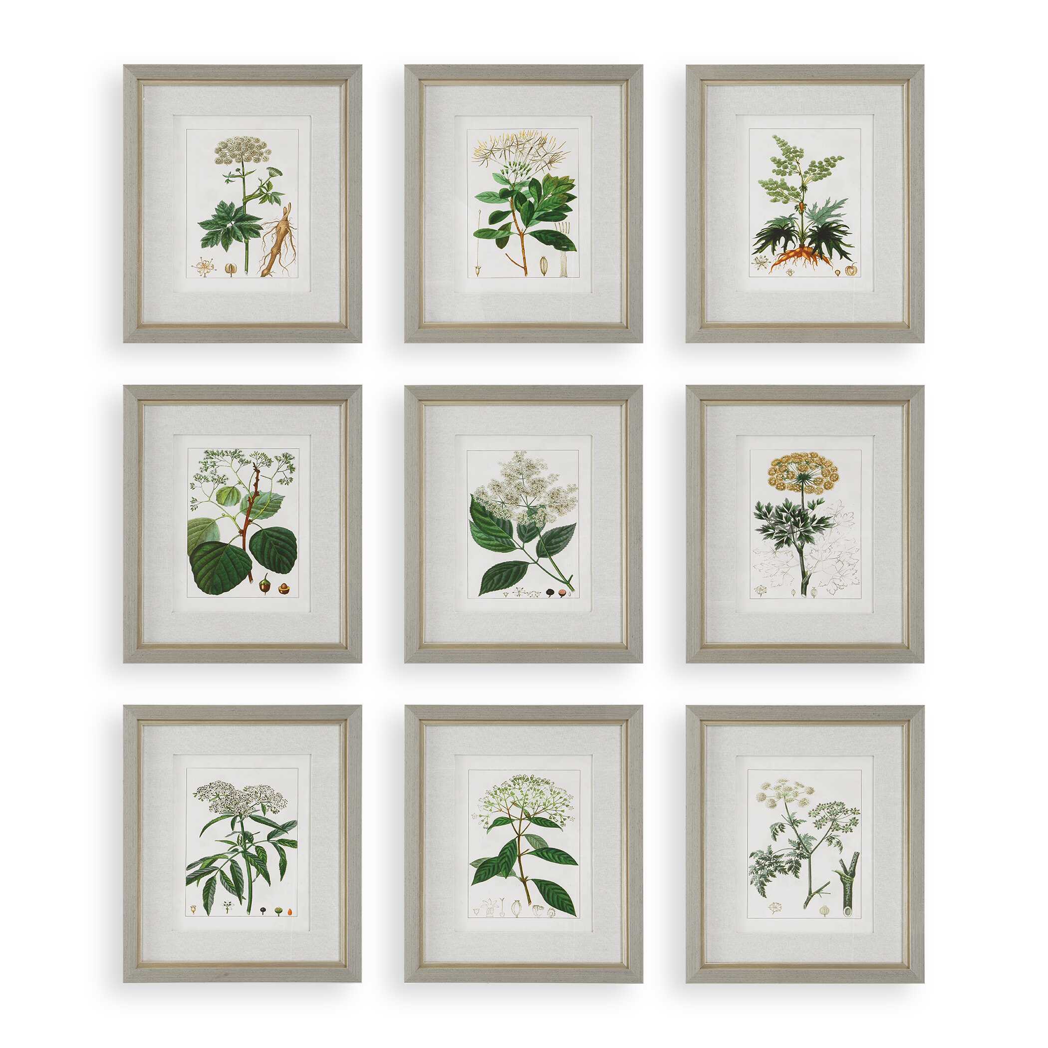 Antique Botanicals Framed Prints Set/9