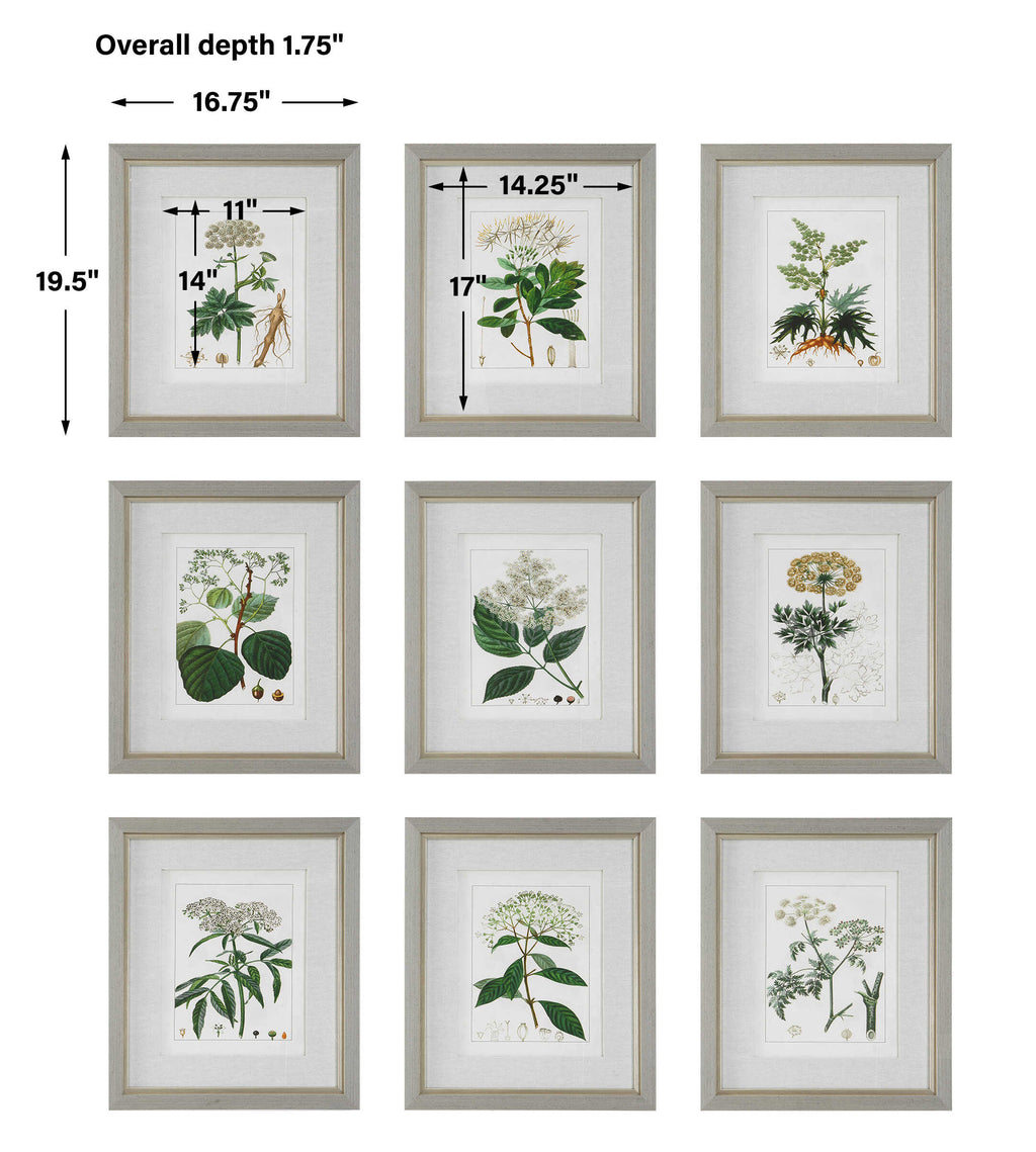 Antique Botanicals Framed Prints Set/9
