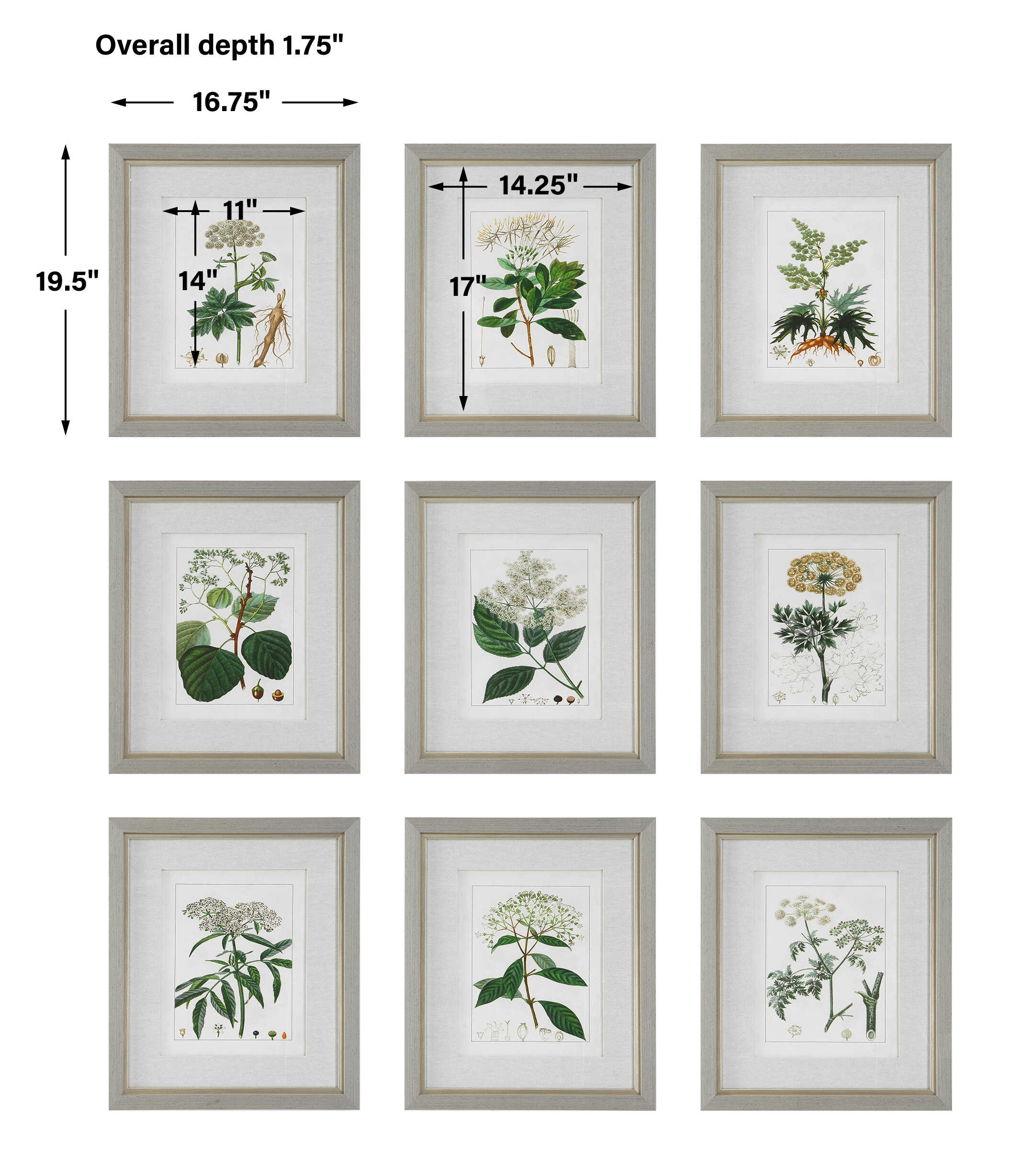 Antique Botanicals Framed Prints Set/9