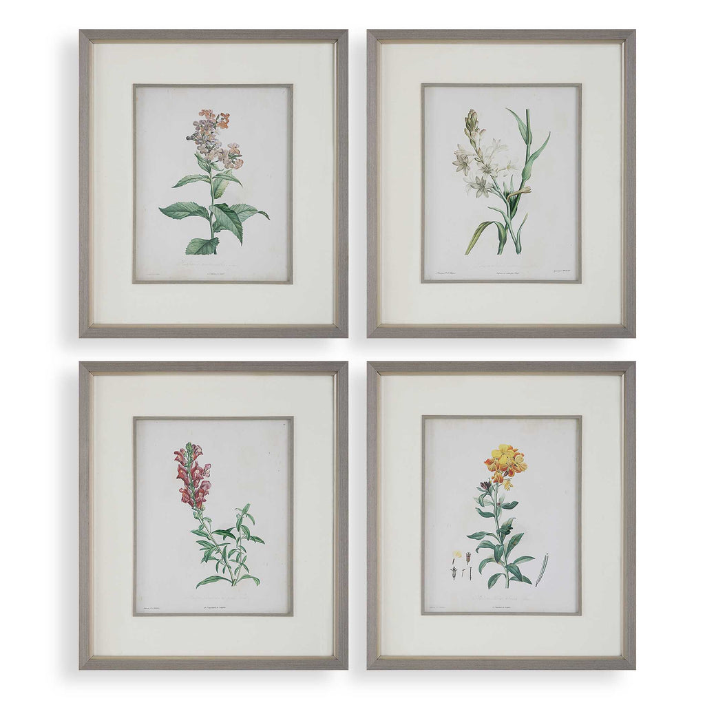 Heirloom Blooms Study Framed Prints Set/4