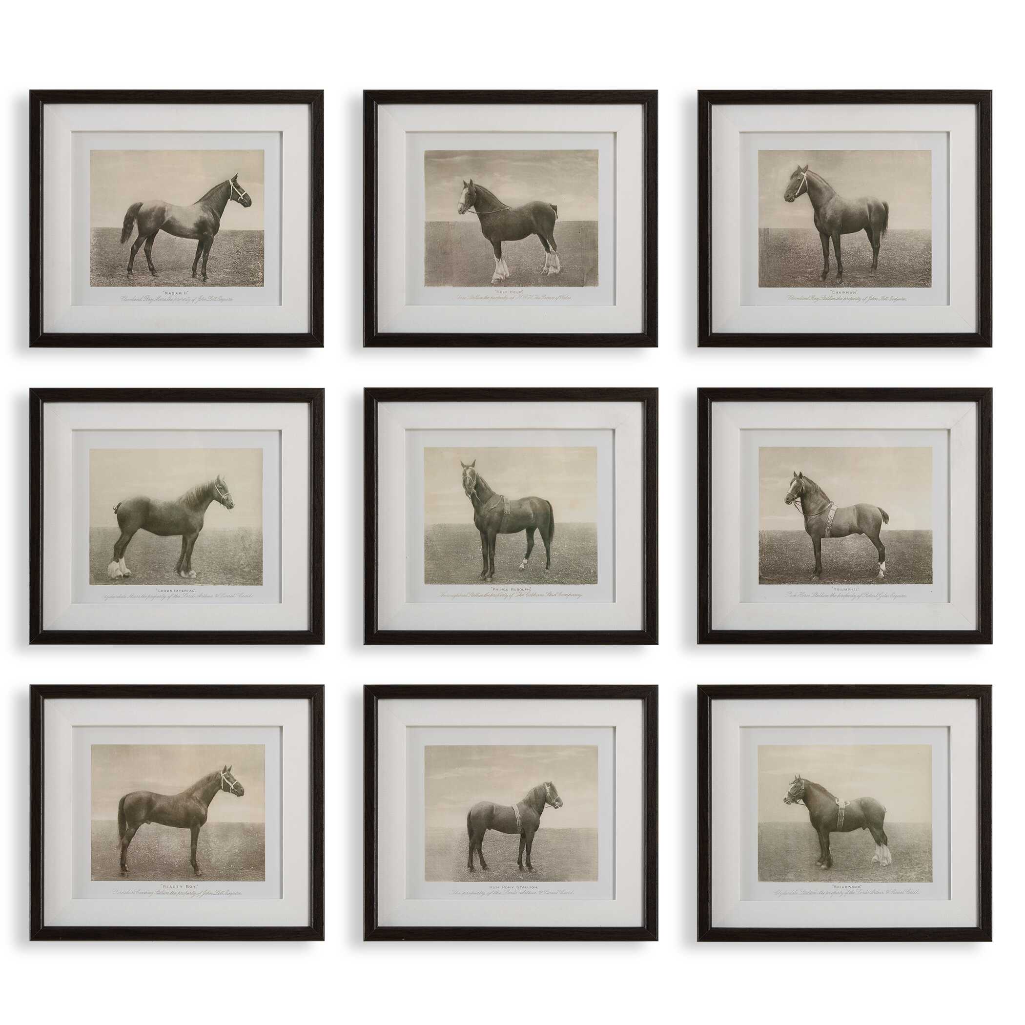 Equine Dynasty Framed Prints Set/9