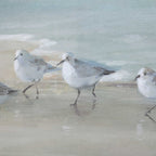 Tranquil Shorebirds On The Sand Framed Print