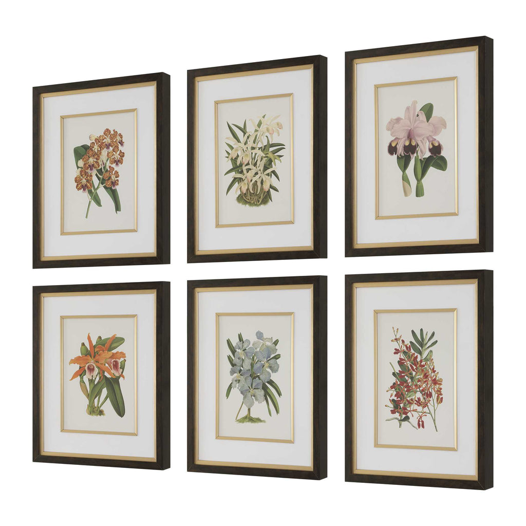 Orchid Botanical Framed Prints Set/6