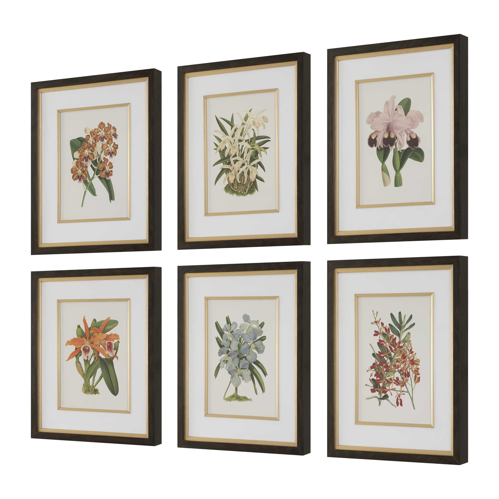 Orchid Botanical Framed Prints Set/6