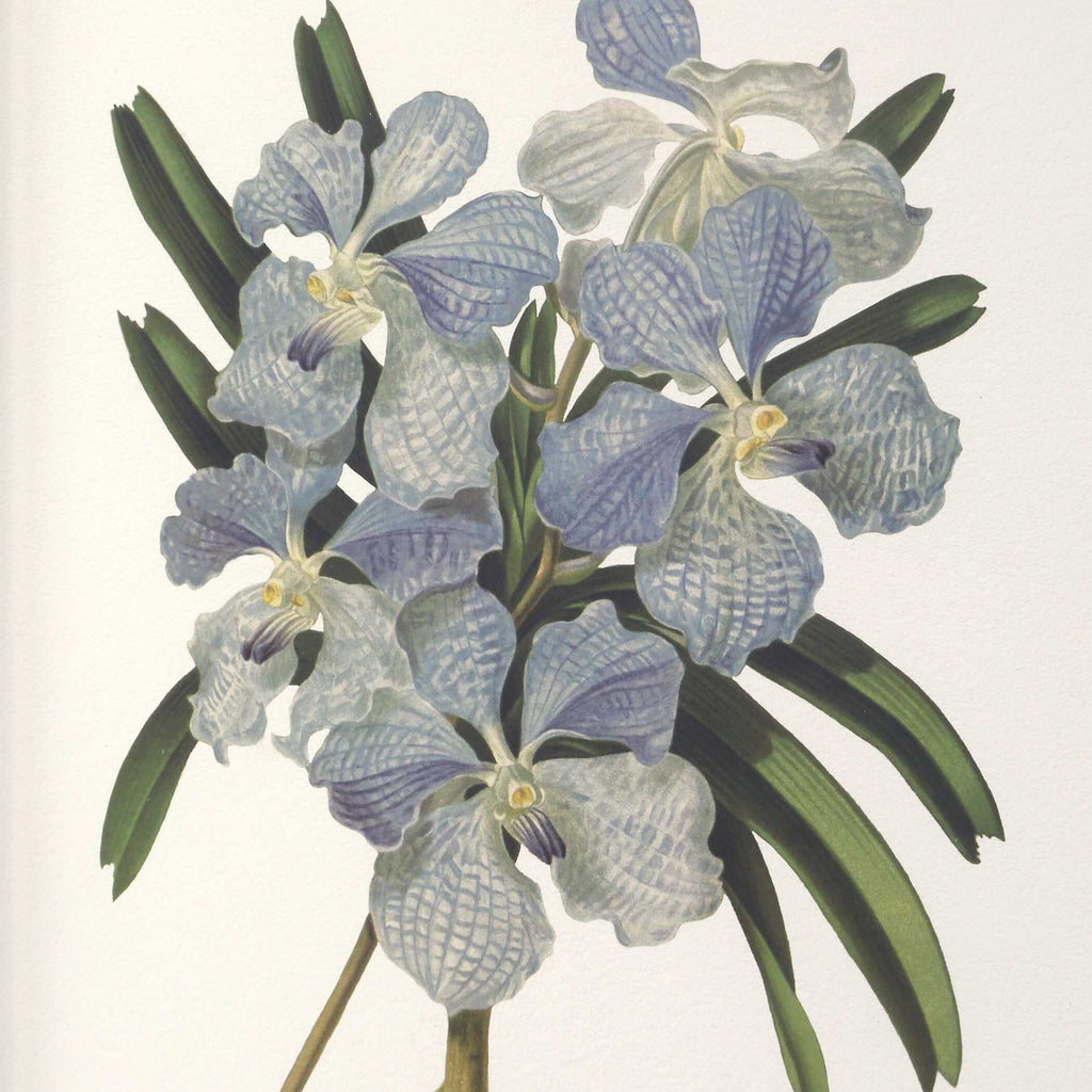 Orchid Botanical Framed Prints Set/6