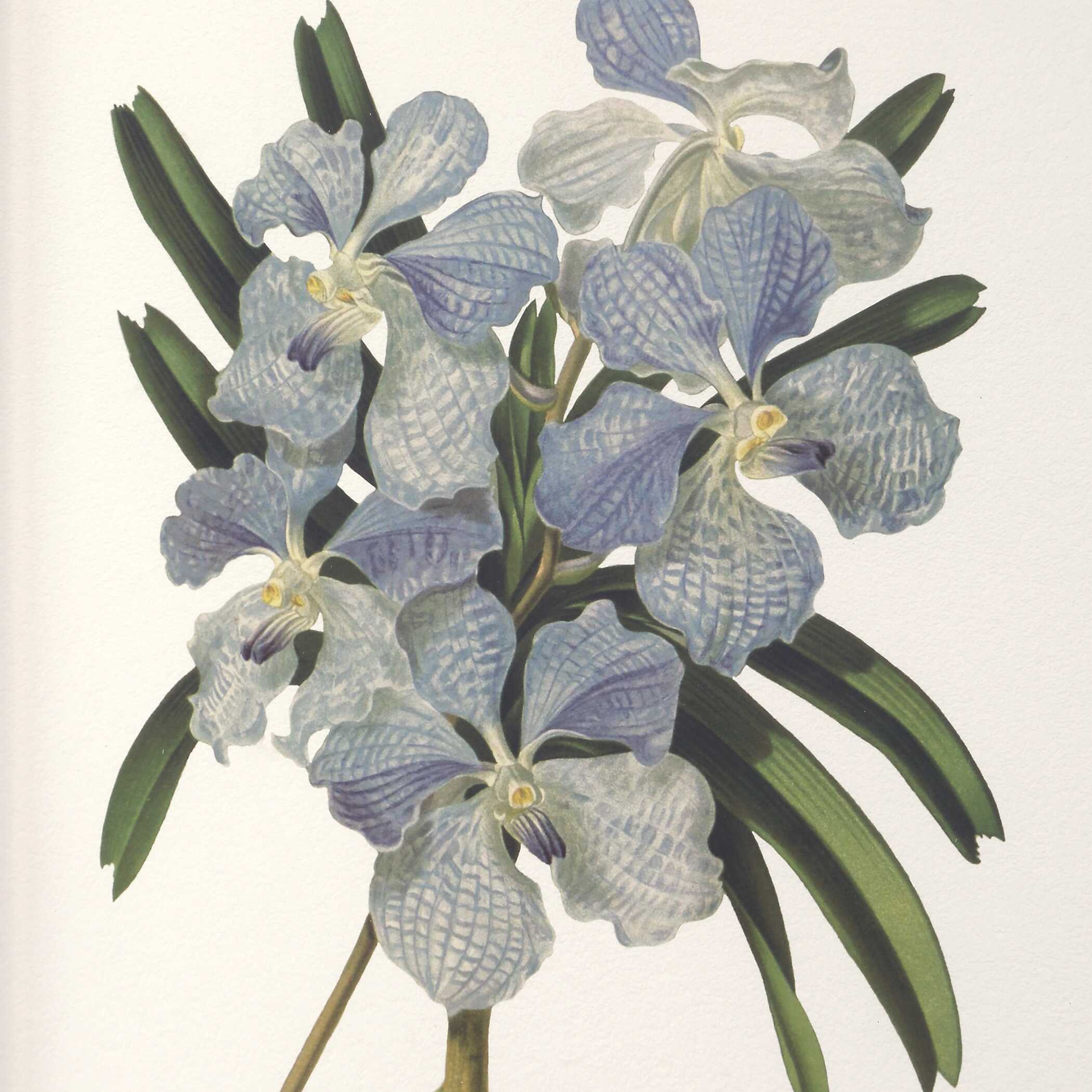 Orchid Botanical Framed Prints Set/6